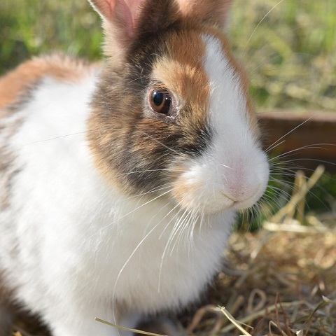 Rabbit vaccinations - an update